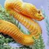 Yellow Eyelash Viper Belly paint by numbers