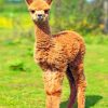 Alpaca Baby paint by numbers