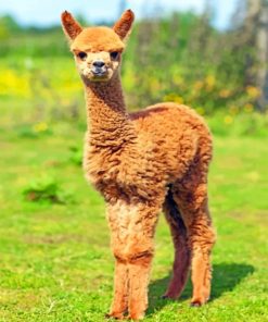 Alpaca Baby paint by numbers
