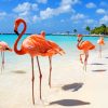 Aruba Flamingos paint by numbers