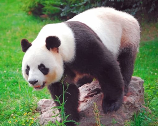 Panda Bear paint By Numbers