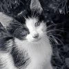 Black And White Cat paint By Numbers