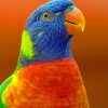 Blue And Orange Parrot paint By Numbers