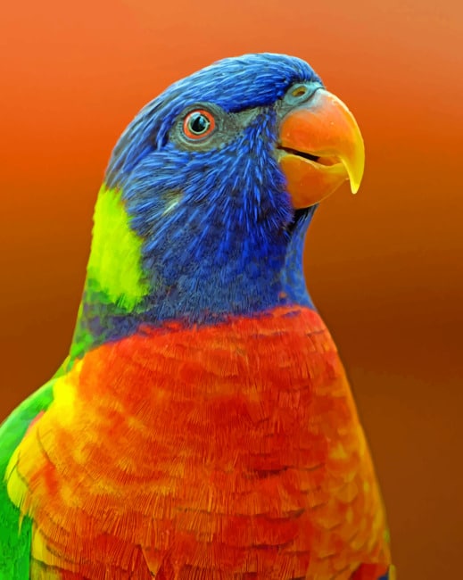 Blue And Orange Parrot paint By Numbers