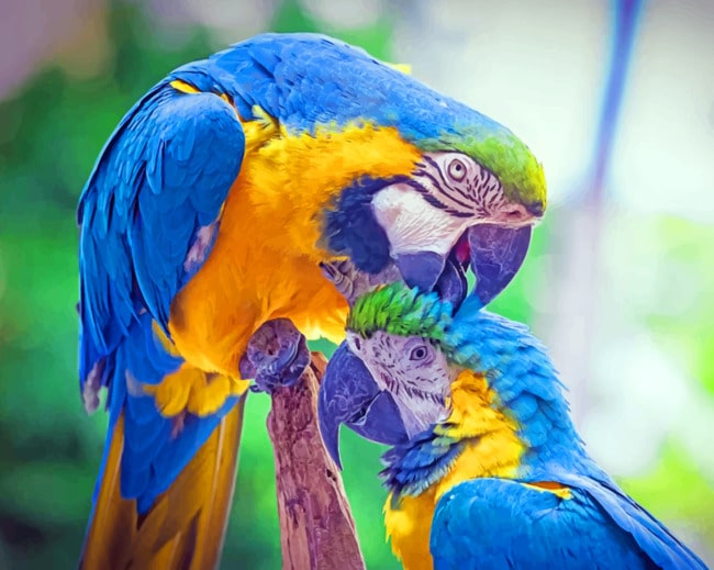 Blue Macaw Popugai Pticy paint by numbers