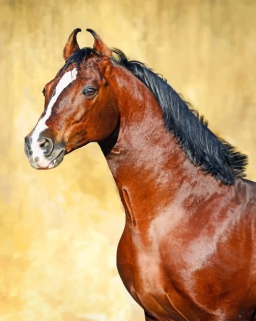 Brown Horse paint By Numbers
