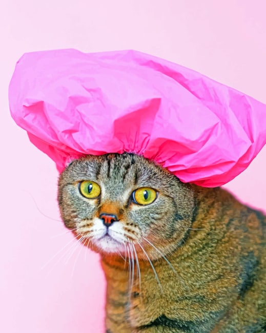 Cat Wearing A Shower Cap paint By Numbers