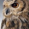 Close Up Owl paint By Numbers