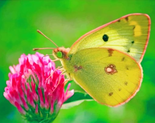Colias Hyale paint by numbers