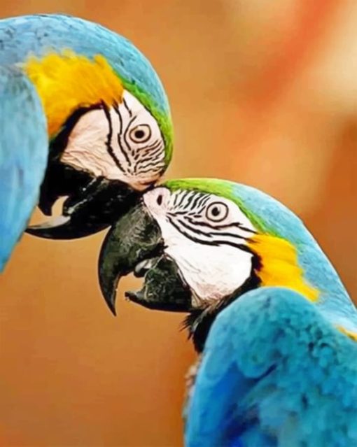 Couple Parrots paint By Numbers