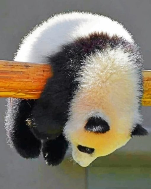 Cute Baby Panda paint By Numbers