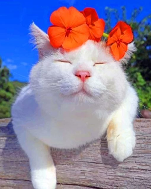 Cute Cat With Orange Flower paint by numbers