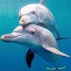 Cute Dolphins paint by numbers