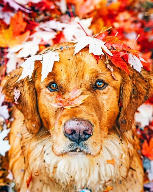 Dog In Fall Day paint By Numbers
