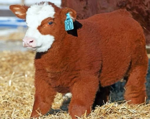 Fluffy Baby cow paint By Numbers