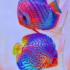 Discus Fishes paint by numbers