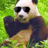 Panda With Sunglasses paint By Numbers