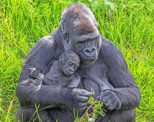 Dad And Cub Gorillas paint by numbers