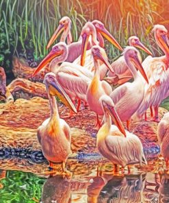 Great White Pelicans paint by numbers
