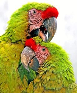 Green Parrots paint By Numbers