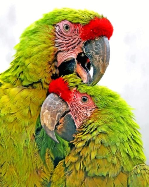 Green Parrots paint By Numbers