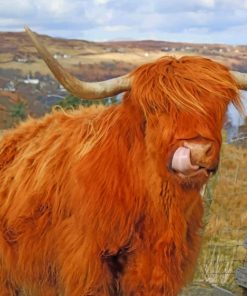 Highland Cow paint by numbers