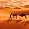 Camels In Sahara paint by numbers