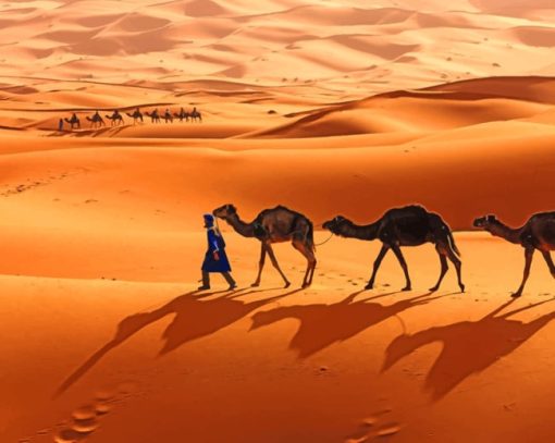 Camels In Sahara paint by numbers