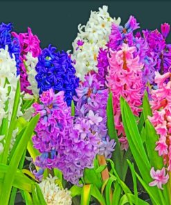 hyacinth Plants paint by number