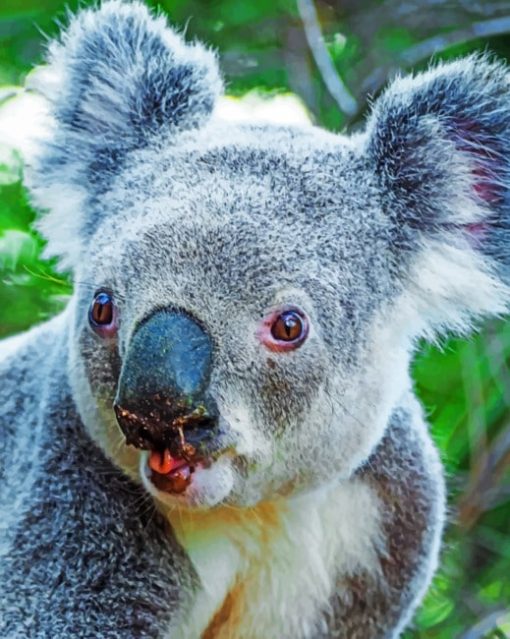 Close Up koala paint By Numbers