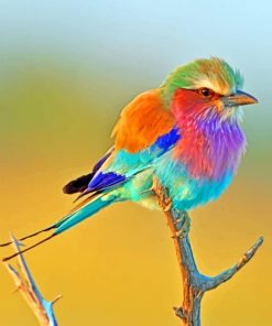 Lilac Breasted Roller paint by numbers