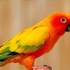 Orange Parakeet paint by numbers