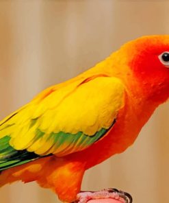 Orange Parakeet paint by numbers