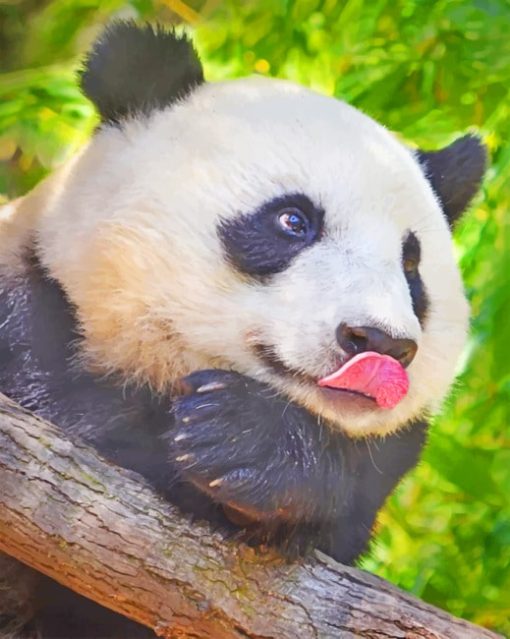 Panda Sticking Tongue Out paint by Numbers