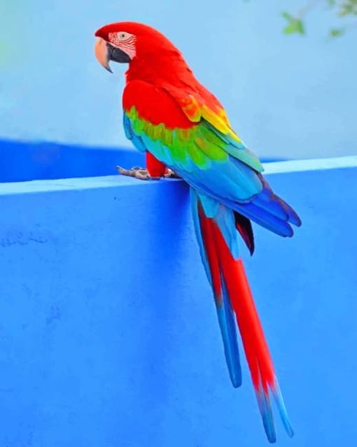 Parrot Bird paint By numbers