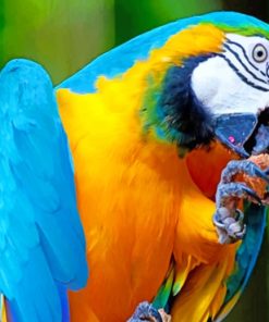 Parrot Bird paint by numbers