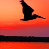 Pelican Sunset Silhouette paint by numbers