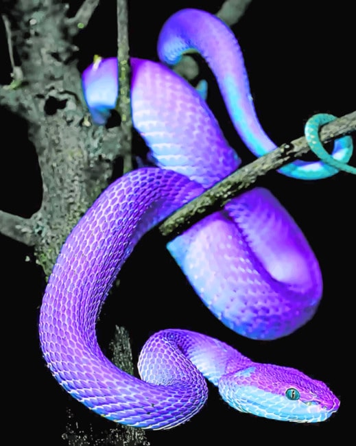 Purple Snake paint by numbers