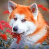 Red Akita paint by numbers