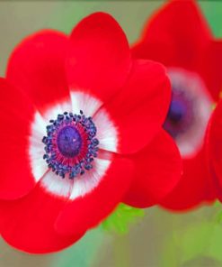 Red Anemone paint by numbers