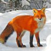 Red Fox On Snow paint by numbers
