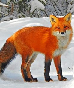 Red Fox On Snow paint by numbers
