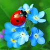 Red Ladybug On Flower paint by numbers