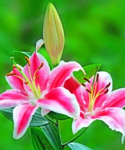 Stargazer Lily paint by numbers