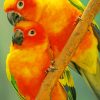 Orange Parrots paint by numbers