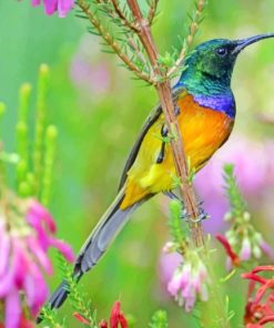 Sunbird paint by numbers