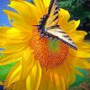 Sunflower With Yellow Butterfly paint by numbers