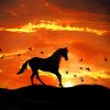 Sunset Horse Paint By Numbers