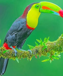 Toco Toucan paint by numbers