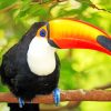 Toucan Bird paint by numbers